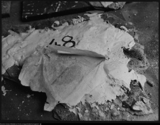 Ornamentyka ścienna i sufitowa