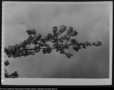 Krajobraz antropo-kulturowy