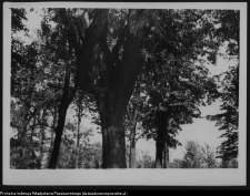 Krajobraz antropo-kulturowy