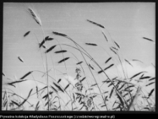 Krajobraz antropo-kulturowy