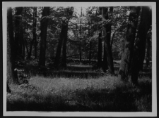 Krajobraz antropo-kulturowy