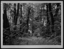 Krajobraz antropo-kulturowy