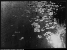 Krajobraz antropo-kulturowy