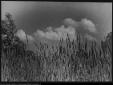 Krajobraz antropo-kulturowy