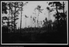 Żerczyce, las zniszczony przez huragan