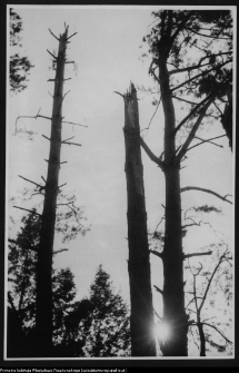 Żerczyce, las zniszczony przez huragan