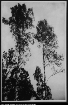 Żerczyce, las zniszczony przez huragan