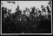 Żerczyce, las zniszczony przez huragan