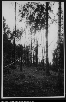 Żerczyce, las zniszczony przez huragan