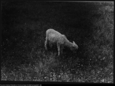 Krajobraz antropo-kulturowy