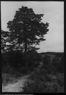 Krajobraz antropo-kulturowy