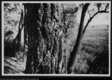 Okolice nadnarwiańskie