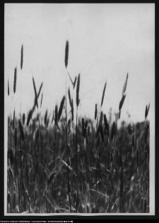 Krajobraz antropo-kulturowy