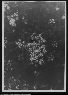 Krajobraz antropo-kulturowy