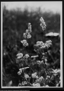 Krajobraz antropo-kulturowy