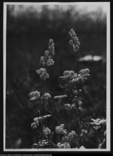 Krajobraz antropo-kulturowy