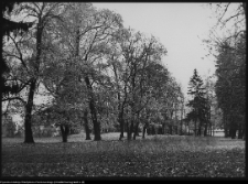 Pietkowo, park przypałacowy