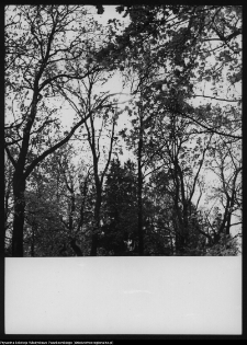 Pietkowo, park przypałacowy