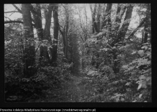 Dowspuda, park pałacowy