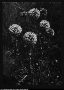 Przegorzan pospolity