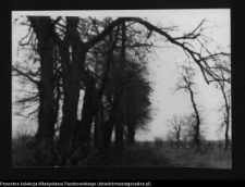 Poryte-Jabłoń, park dworski