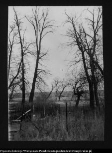 Poryte-Jabłoń, park dworski