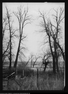 Poryte-Jabłoń, park dworski