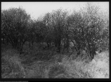 Jasion&oacute;wka, cmentarz żydowski