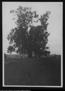 Grabki Duże, stara lipa