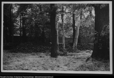 Choroszcz, park pałacowy