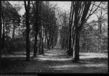 Choroszcz, park pałacowy