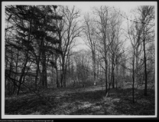 Choroszcz, park pałacowy