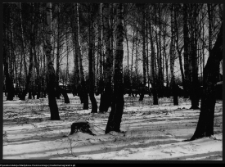 Hajn&oacute;wka, fabryka terpentyny &bdquo;Terebenthen&rdquo;
