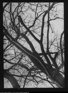 Hołny Mejera (Majera)