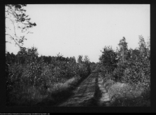 Hołny Mejera (Majera), park przy dworze