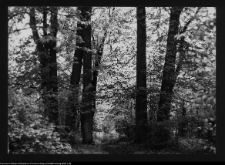 Hołny Mejera (Majera), park przy dworze