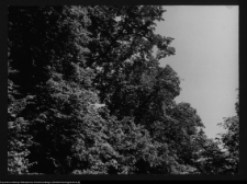 Hołny Mejera (Majera)