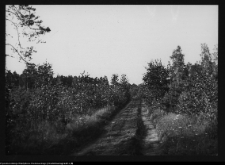 Hołny Mejera (Majera), park przy dworze