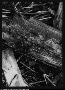 Hołny Mejera (Majera), fragment belki z dworu