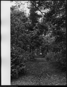 Trześcianka, cmentarz prawosławny