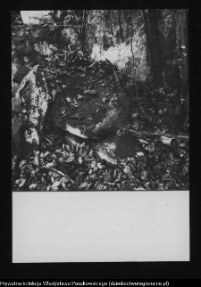 Kulesze Kościelne, żarna przy plebanii