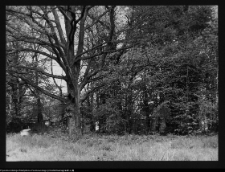 Mieduniszki Wielkie, fragment parku przypałacowego