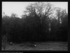 Rapa, ogr&oacute;d przy pałacu