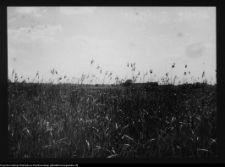 Tykocin, widok z zamku na szuwary nadnarwiańskie