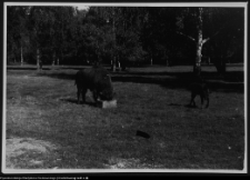 Białowieża, żubry