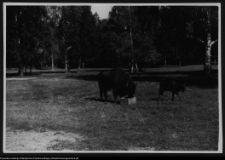 Białowieża, żubry