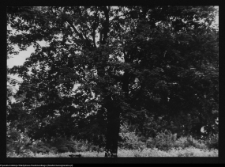 Zabłud&oacute;w, park podworski