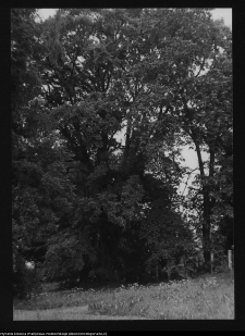 Zabłud&oacute;w, park podworski