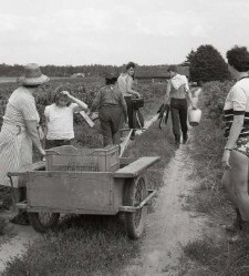 Plantacja porzeczki, zbi&oacute;r