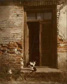 Białystok. Koty [Dokument ikonograficzny]